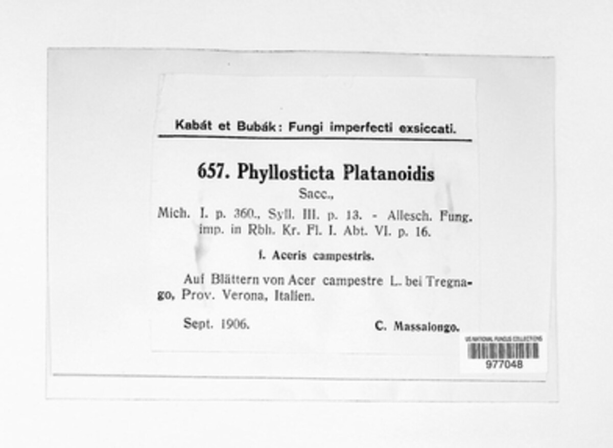 Phyllosticta platanoides f. aceris-campestris image